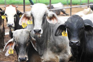 ¡EL PUEBLO PASANDO HAMBRE Y CALAMIDAD! Déficit de carne y leche podría cerrar en 50%