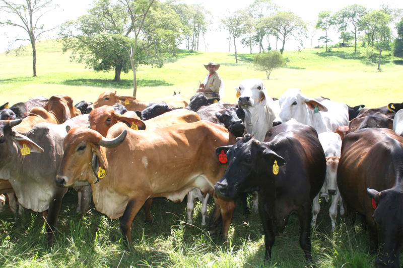 ¡GRAVE! Declaran en «emergencia» la producción de leche y carne en Zulia