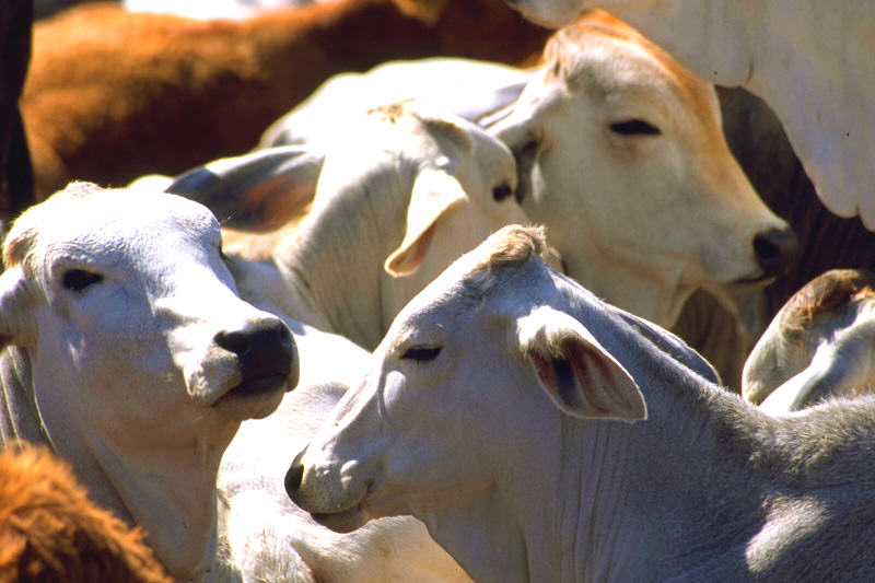 ¡LO ÚLTIMO! Prohíben por seis meses exportación de productos agroalimentarios