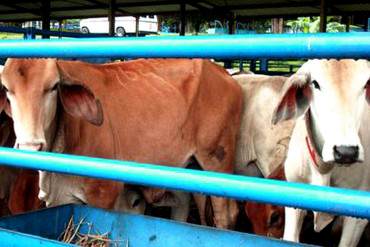 ¡PATRIA DEPENDIENTE! Brasil envía más de 2.000 cabezas de ganado a Venezuela