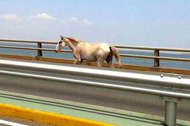 ¡INSÓLITO! Los Guardias en su maraña y mientras… caballo escapa por el puente sobre el lago (+Foto)