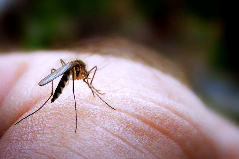 ¡ALARMAS PRENDIDAS! Reportan 37 casos de Guillain Barré producto del Zika en el estado Zulia