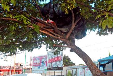 ¡ATRACOS NIVEL PATRIA! Al estilo ninja: ladrones trepan árboles para lanzarse sobre sus víctimas