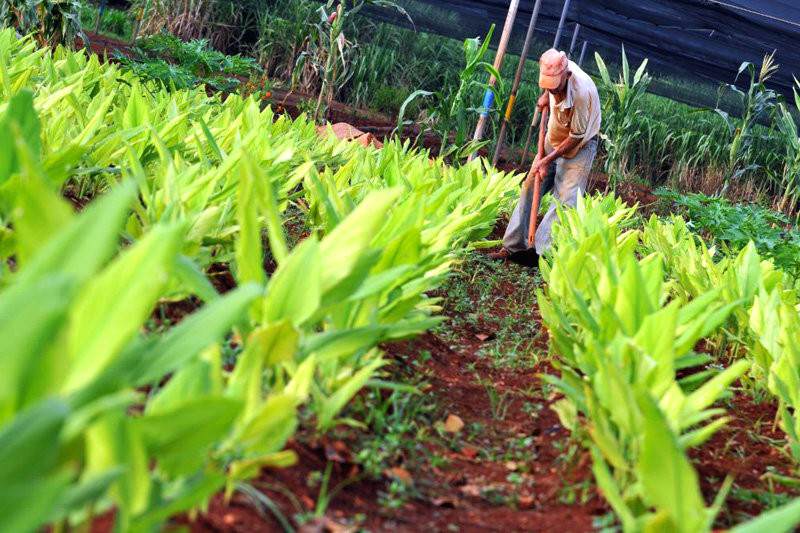 ¡DIOS NOS AMPARE! Sector agroproductivo no está en capacidad de revertir la escasez en 2016