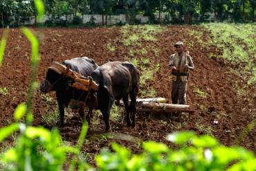 ¡LO QUE EL INCAPAZ NO ENTIENDE! Fedeagro: A punta de conuco no vamos a alimentar a Venezuela