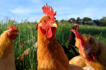 ¡EL VERDADERO PAQUETAZO! Autorizan aumento del kilo de carne a Bs. 220 y de pollo a Bs. 65