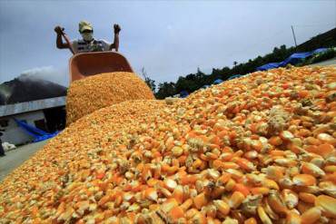 ¡EL COLMO DE LOS COLMOS! Productores denuncian que el Gobierno les vendió «maíz dañado»