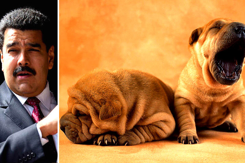 Maduro-shar-pei