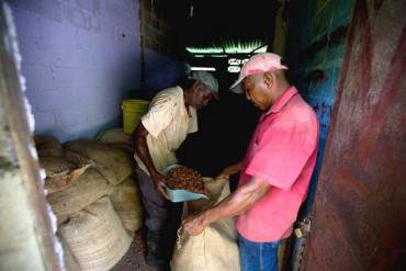 ¡INDIGNANTE! Cacao venezolano se pudre, esperando que el Gobierno permita su exportación