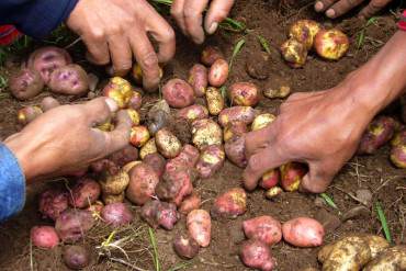 ¡PAÍS EN CRISIS! Productores de papa alertan que «no hay semillas para cultivar en Venezuela»