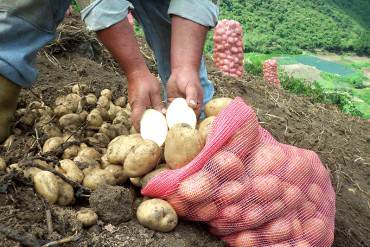 ¡EFICIENCIA O NADA! Se pudrieron 7.000 sacos de semillas de papa por falta de agroquímicos