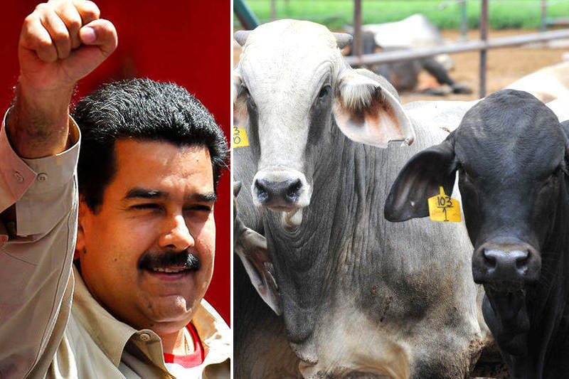 Maduro-ganado-importacion-de-carne