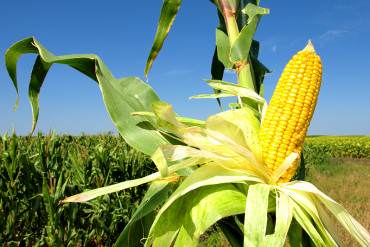 ¡EL RÉGIMEN NOS LLEVA A QUIEBRA! Producir arroz, maíz y azúcar genera pérdidas en Venezuela