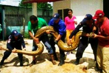 ¡SUSTO! Hallaron supuesta anaconda en las aguas desbordadas por lluvias en Guasdualito