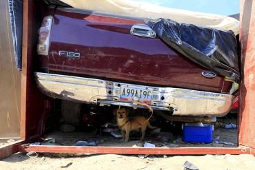 ¡DOLOROSO! Mascotas abandonadas en la frontera Colombia-Venezuela también piden auxilio