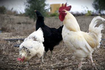 ¡DOLOROSO! Humildes granjeros sueltan los pollos que mueren de hambre por falta de insumos