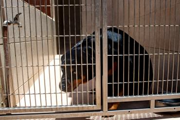 ¡LOS TIENEN PASANDO HAMBRE! Escasez obliga a brigadas caninas a reducir porciones de comida