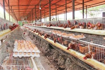 ¡BUSCAN DESTRUIR LO POCO QUE QUEDA! Gobierno interviene 5 plantas avícolas en el Zulia