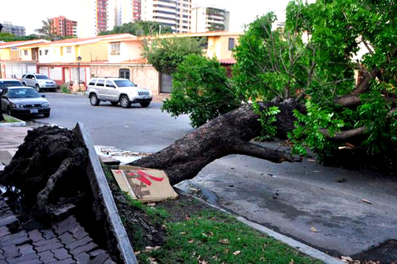 caida-de-un-arbol-lluvias