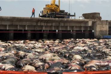 ¡REALMENTE LAMENTABLE! Ganado comprado por Venezuela se pudre en un muelle de Brasil