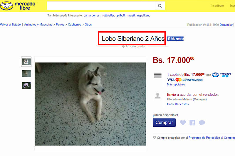 lobo-siberiano-en-venta-mascota