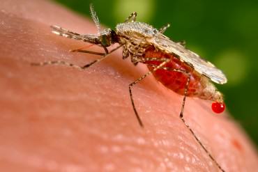 ¡IMPORTANTE! Conozca lo que hará la Cruz Roja para frenar la propagación de malaria en Venezuela