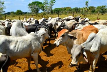 ¡HAMPA DESATADA! Más de 15 hombres armados se robaron dinero, comida y 233 reses de finca en Machiques