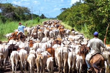 ¡DETRÁS DEL GUISO! Las FARC, grupo guerrillero, negocia reses en Apure y las vende en Colombia