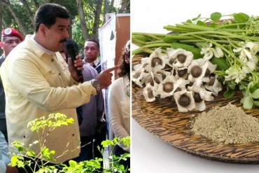 ¡ASÍ ESTARÁ! A Maduro la oposición lo tiene a punta de manzanilla con moringa