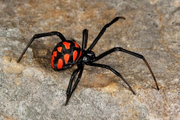 ¿CUÁL REVOLUCIÓN? Hombre mordido por araña podría morir por escasez de suero antiofídico