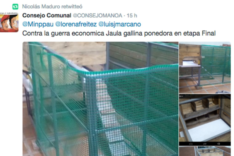 gallinas-ponedoras-maduro-2