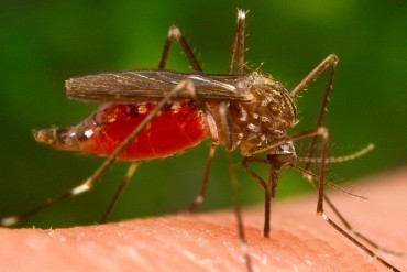 ¡ALERTA! Virus con síntomas del zika avanza en el estado Zulia (personas presentan malestares similares)