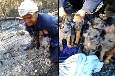 ¡HERMOSO! El rescate de unos cachorritos en un incendio de El Ávila que enterneció las redes