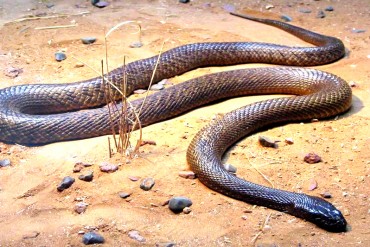 ¡QUÉ LOCURA! Niño en el Zulia fue mordido por una serpiente luego que la acercara a su boca mientras “jugaban”