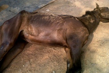 ¡INDIGNANTE! Así es como dejan morir a los caballos DE HAMBRE en el Hipódromo de Santa Rita