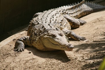 ¡A ESTAR ATENTOS! Advierten que caimán de la costa se estaría desplazando por sequía