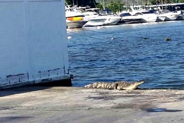 ¡ATENCIÓN! Reportan presencia de Cocodrilos en las playas de Higuerote, Carenero y Río Chico (+FOTOS)