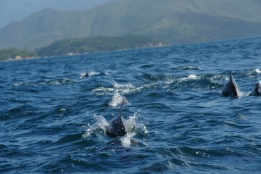 “No terminó su trabajo porque ellos intervinieron”: Hombre que fue mordido por un tiburón asegura que fue salvado por delfines