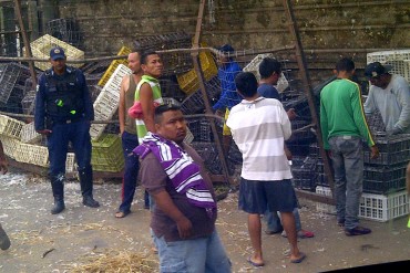 ¡LO QUE HAY ES HAMBRE! Saquearon camión que transportaba pollos vivos en Cojedes (+Fotos)