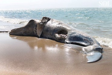 ¡IMPACTANTE! Hallan ballena jorobada de 7 metros a orillas de una playa de Margarita (+FOTOS)