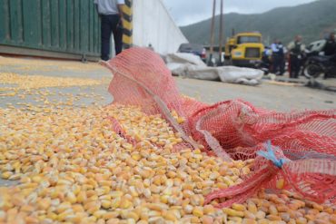 ¡SIGUE LA ANARQUÍA! Saquearon almacenadora de maíz en zona industrial de Puerto Cabello