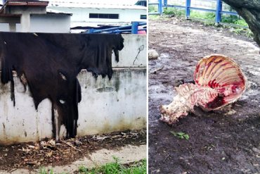 ¡DANTESCO! Matan a otra vaca en matadero del estado Guárico «para robarse la carne»