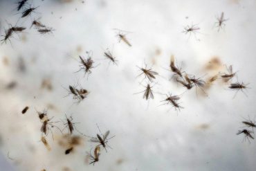 OMS: Europa debe prepararse para posibles brotes de dengue tras las olas de calor