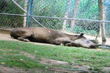 ¡QUÉ DOLOR! Muere danta de zoológico de Caricuao por falta de alimento (+Foto)