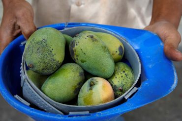 ¡OTRA FATAL DESGRACIA! Hombre murió electrocutado mientras intentaba bajar unos mangos