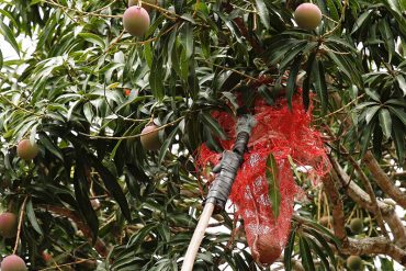 ¡FATAL! Niño murió al caer de una mata de mangos en el Zulia