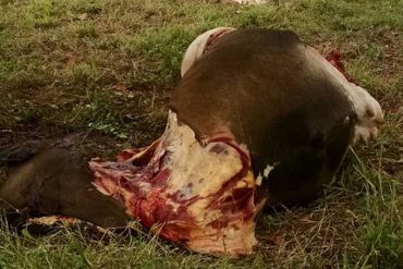 ¡DANTESCO! Hallaron otra vaca descuartizada en el Zulia: Le sacaron toda la carne