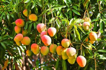 ¡DIETA SOCIALISTA! Se tendrían que comer 34 mangos al día para cubrir las calorías necesarias