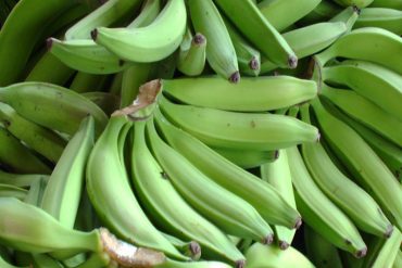 Expertos apoyan a Venezuela contra hongo que ataca plantaciones de banano