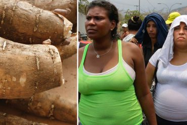 ¡DEBES SABERLO! La diferencia entre la «yuca amarga» y la dulce: Muchos han muerto por esto